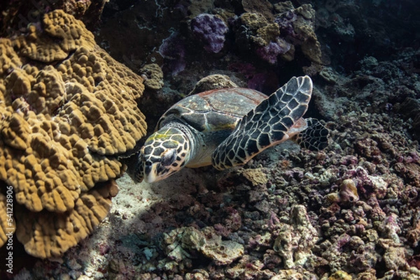 Obraz turtle in the water