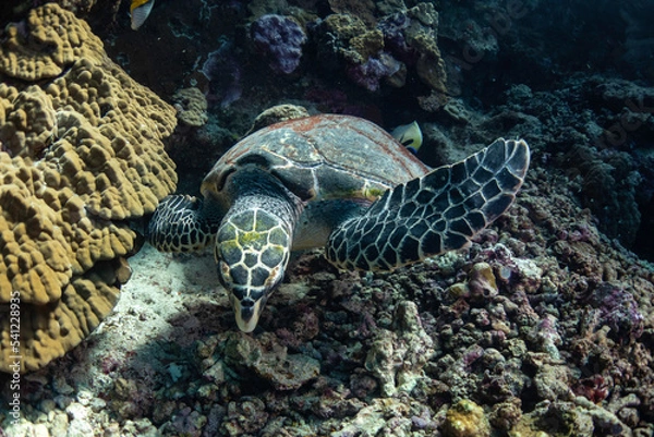 Obraz turtle in the water