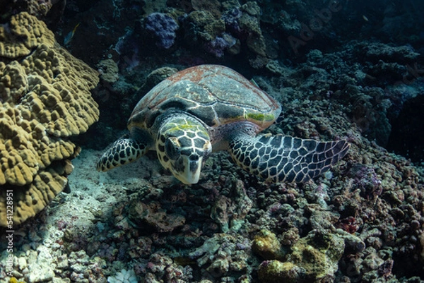 Obraz turtle in the water