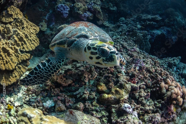 Obraz turtle in the water