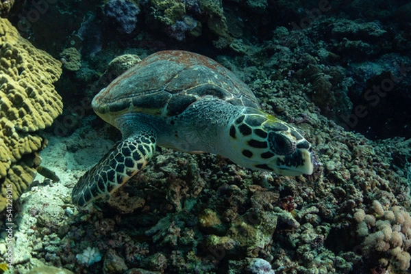 Obraz turtle in the water