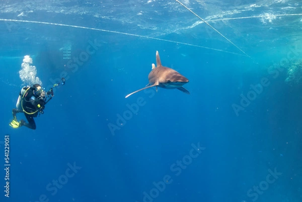 Obraz longimanus shark in red sea