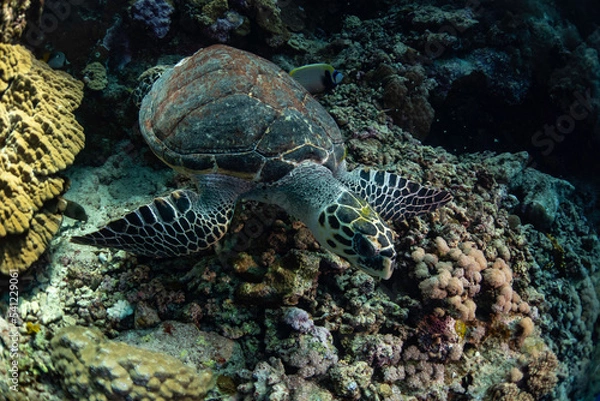 Obraz turtle in the water