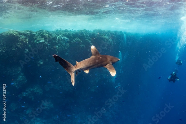 Obraz longimanus shark in red sea
