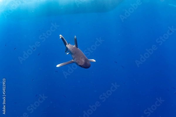 Obraz longimanus shark in red sea
