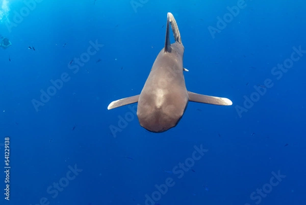 Obraz longimanus shark in red sea