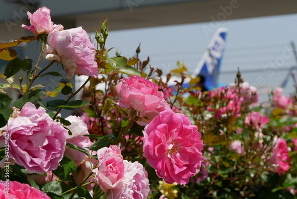 Obraz ピンクの薔薇と飛行機