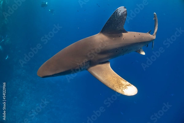 Obraz longimanus shark in red sea