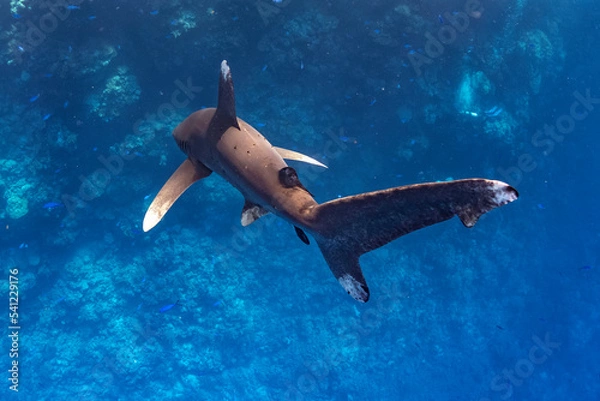 Obraz longimanus shark in red sea