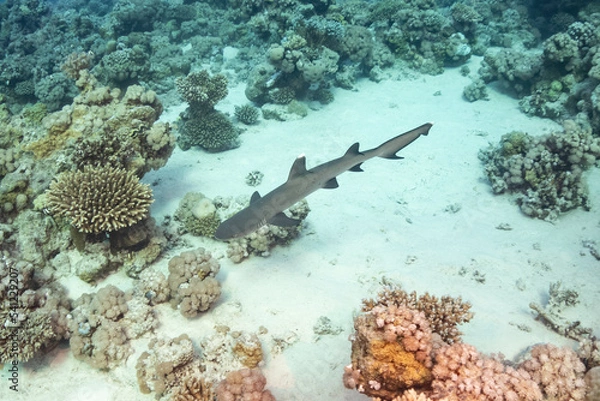 Obraz Reef shark