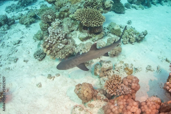 Obraz Reef shark