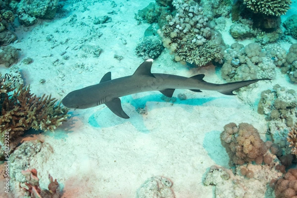 Obraz Reef shark
