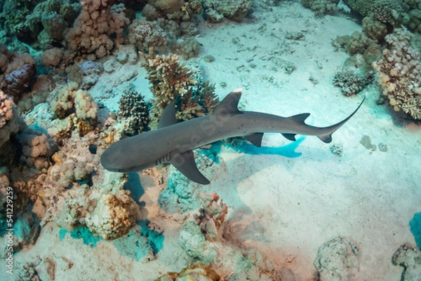 Obraz Reef shark