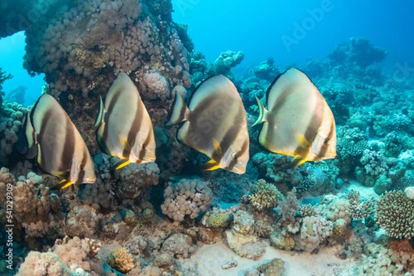 Obraz Coral reef fish
