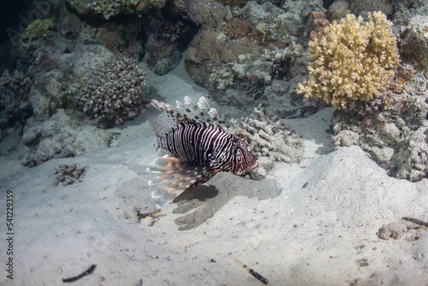 Obraz Lion fish in Red Sea