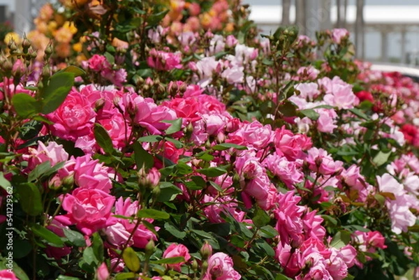 Obraz 元気なピンクの薔薇