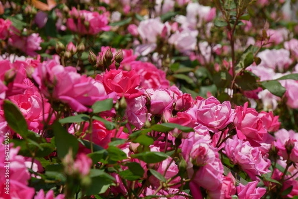 Obraz 鮮やかなピンクの薔薇