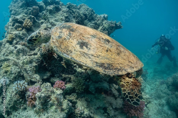 Obraz Turtle in the water