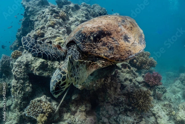 Obraz Turtle in the water