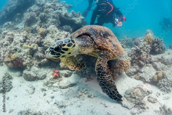 Obraz Turtle in the water