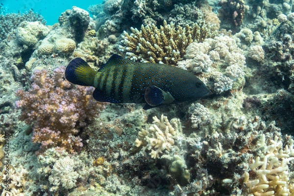 Obraz Coral Fish