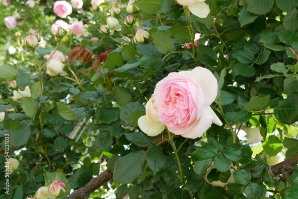 Obraz 白とピンクの薔薇