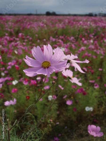Fototapeta コスモスの接写
