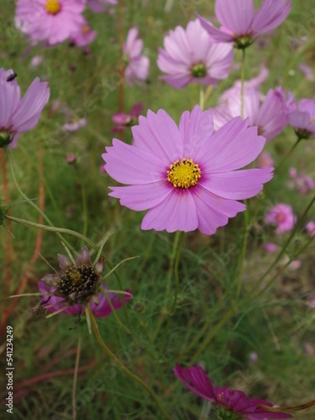 Fototapeta コスモスの接写