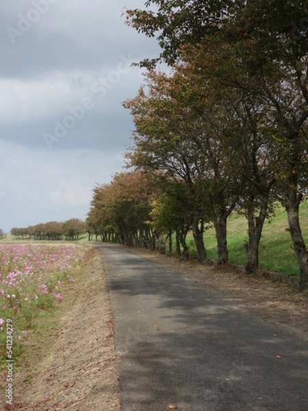 Obraz コスモス畑と並木道