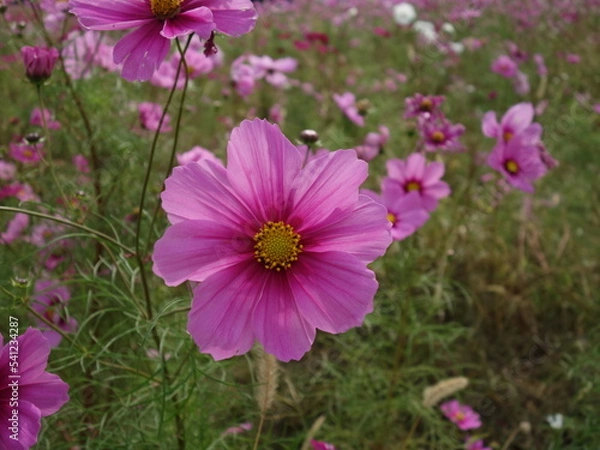 Fototapeta コスモスの接写
