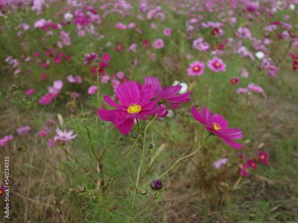 Obraz コスモスの接写