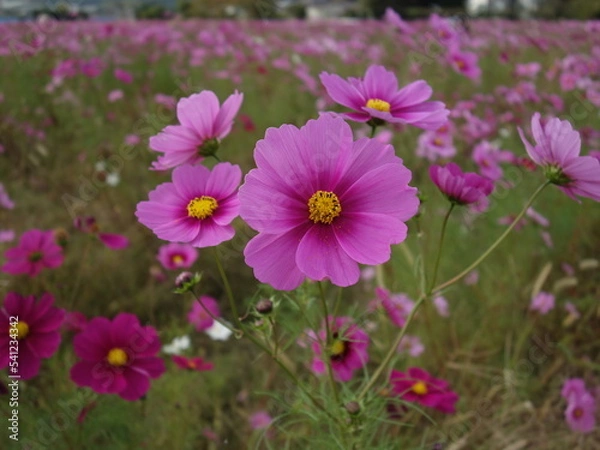 Fototapeta コスモスの接写