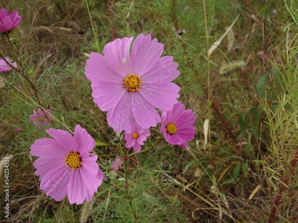 Fototapeta コスモスの接写