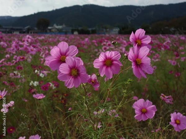 Obraz コスモスの接写