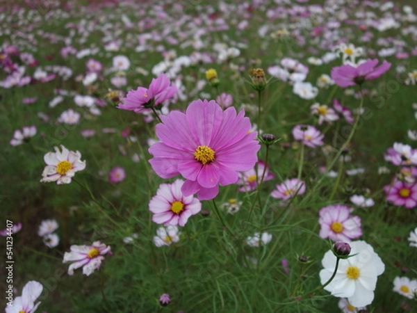 Fototapeta コスモスの接写