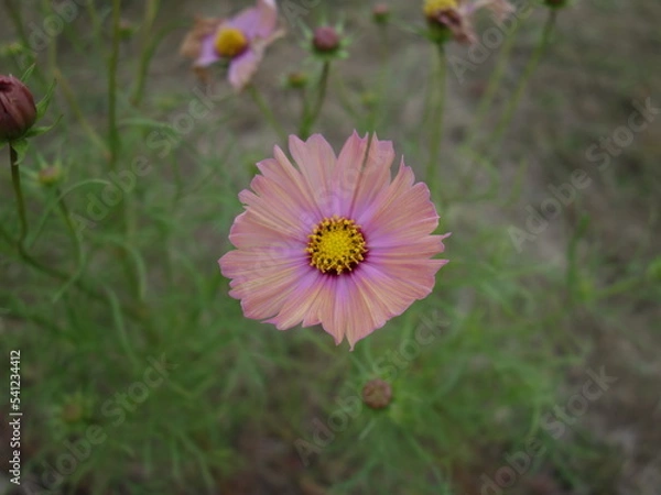 Obraz コスモスの接写