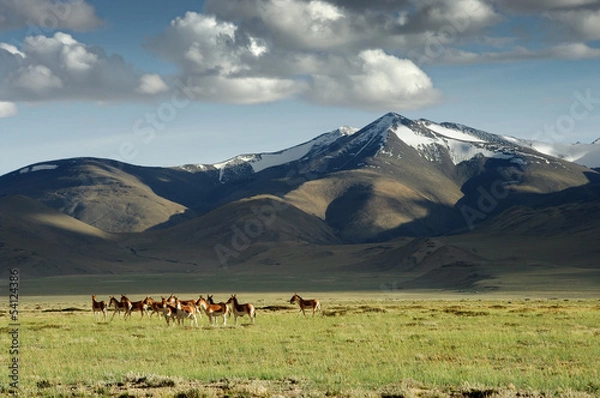 Obraz wild donkeys