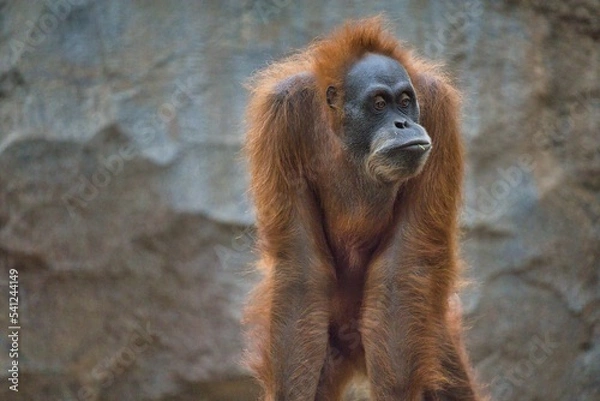 Obraz Orangutan