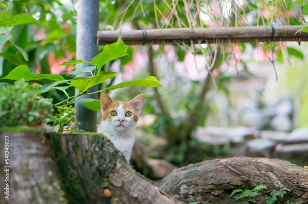 Obraz 切り株から顔を覗かせる可愛らしい子猫