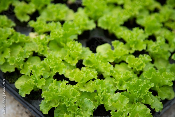 Obraz fresh green lettuce