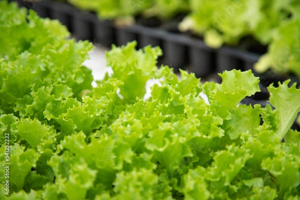 Obraz lettuce in a garden
