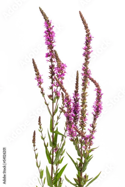 Fototapeta Blut-Weiderich (Lythrum salicaria)
