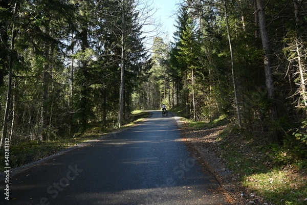 Fototapeta road in the forest
