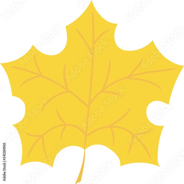 Obraz Maple orange leaf with  veins