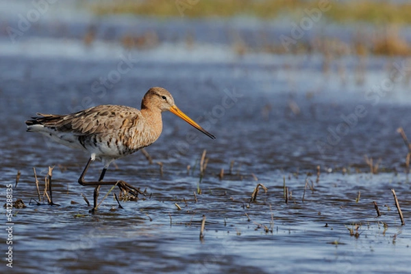 Obraz Black tailed godwit (Grutto) walking in the water. 