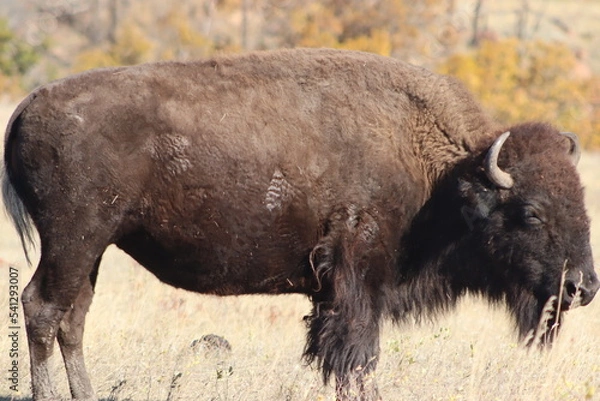Obraz american bison
