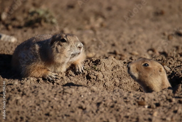 Obraz prairie dog on the ground