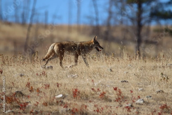 Obraz Coyote in the desert