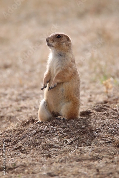 Obraz prairie dog on the ground