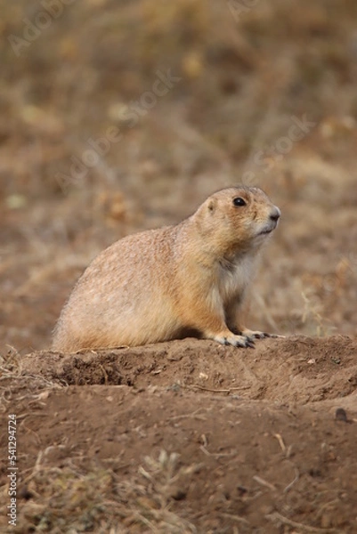 Obraz prairie dog on the ground
